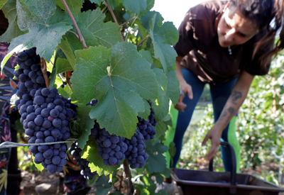 Khủng hoảng thừa rượu vang Pháp: Chính phủ chi tiền để nông dân huỷ rượu, phá nho