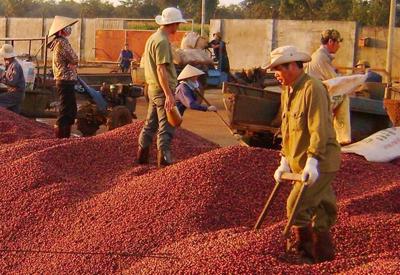 Giá cà phê tăng cao nhưng xuất khẩu giảm sâu do nguồn cung đã hết