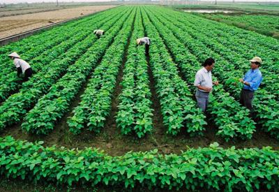 Chuyển đổi xanh trong nông nghiệp không thể thiếu vai trò của các  hợp tác xã 