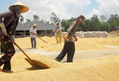 Lần đầu tiên tổ chức Festival quốc tế ngành lúa gạo Việt Nam