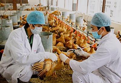 Từ 1/1/2026 sẽ cấm hoàn toàn dùng kháng sinh để phòng bệnh trong chăn nuôi