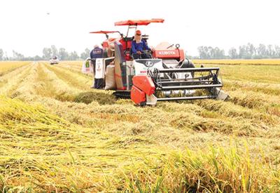Phát triển chuỗi giá trị lúa gạo Việt Nam: Trách nhiệm và bền vững