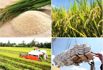 Năm 2024: Thời cơ “vàng” gia tăng xuất khẩu gạo 