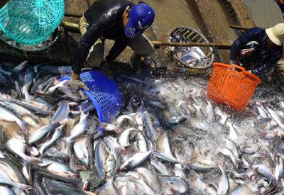 Ngành cá tra hướng tới mục tiêu 2 tỷ USD xuất khẩu