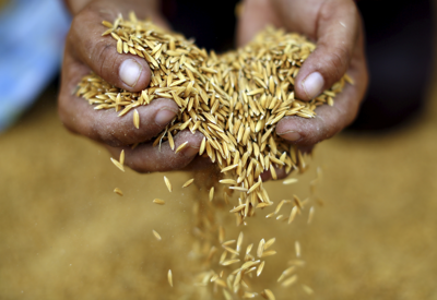 Giá gạo thế giới lập đỉnh 15 năm, bức tranh lương thực toàn cầu gây lo ngại