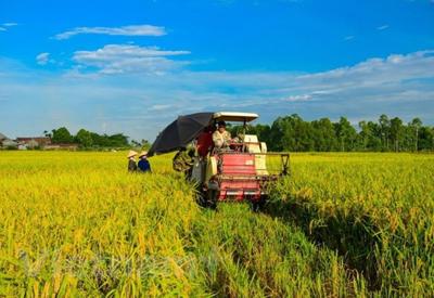 Nông nghiệp năm 2023: Thủy sản nuôi trồng tăng khá, sản lượng lúa lập kỷ lục 43,5 triệu tấn