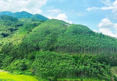 Lần đầu tiên Việt Nam bán thành công tín chỉ carbon rừng với trị giá 51,5 triệu USD
