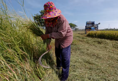 Xuất khẩu gạo Việt Nam, Thái Lan tăng vọt sau lệnh cấm của Ấn Độ