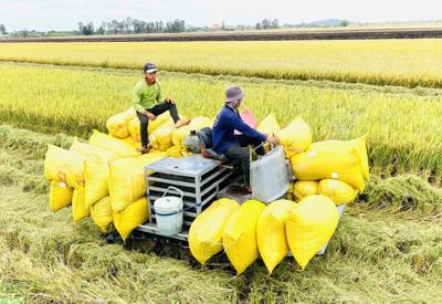 Việt Nam sẽ giữ vững vị thế số 1 về xuất khẩu gạo tại thị trường Philippines
