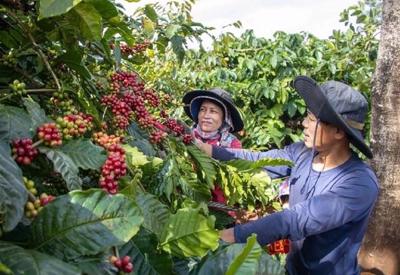 Giá cà phê trong nước “xuyên thủng” mốc 80.000 đồng/kg, xuất khẩu kỳ vọng lập “đỉnh” mới