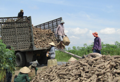 Doanh nghiệp xuất khẩu tinh bột sắn kêu ca Cục Thuế TP. Hồ Chí Minh chưa chi trả tiền hoàn thuế giá trị gia tăng