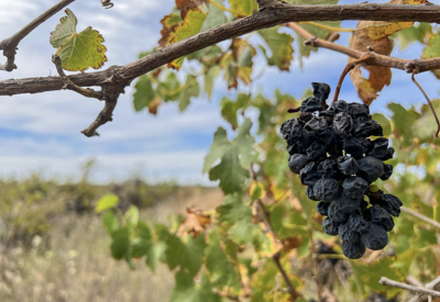 Khủng hoảng thừa rượu vang ở Australia: Hàng triệu gốc nho bị phá bỏ