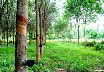 Nguồn cung đất công nghiệp tại Đông Nam Bộ: Sẽ được bổ sung gần 19.000 ha từ đất vườn cao su