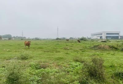 Cận cảnh dự án gần 600 tỷ tại Thanh Hóa thành nơi chăn thả bò