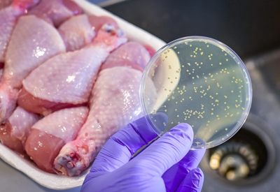 Thực phẩm nào là nguồn chính gây ra nhiễm khuẩn Salmonella?