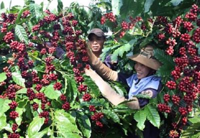 Xuất khẩu cà phê lần đầu tiên vượt mốc 1 tỷ USD sau 2 tháng đầu năm