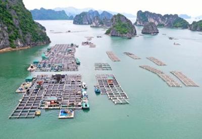 Quảng Ninh tập trung thu hút đầu tư vào nuôi biển và đẩy mạnh kinh tế biển 