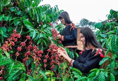 Giá cà phê trong nước tăng “phi mã”, giá xuất khẩu lập kỷ lục mới