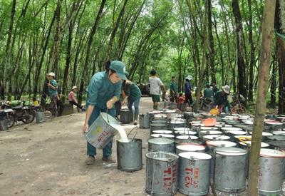 Xuất khẩu cao su của Việt Nam vẫn thuận lợi do thế giới thiếu hụt nguồn cung