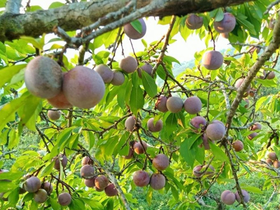 Chuyển đổi cây trồng, mở hướng làm kinh tế cho đồng bào Mông ở Mường Lát