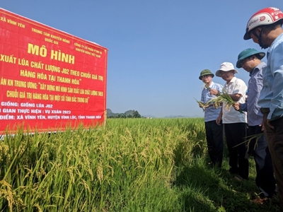 Thanh Hóa muốn đưa gạo chất lượng cao tới tay khách hàng Nhật, Mỹ