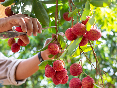Trade promotion key to expanding global reach of Vietnam's seasonal farm produce