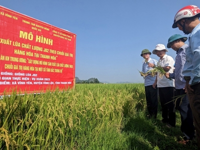 Thanh Hoa targets premium rice exports to Japanese, EU and US markets
