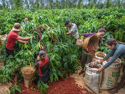 Xuất khẩu nông, lâm, thuỷ sản 6 tháng đầu năm 2025 tăng 15,5% so với cùng kỳ