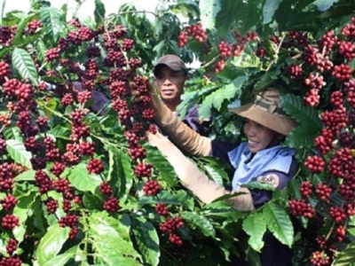 Xuất khẩu cà phê Việt Nam lập kỷ lục mới về kim ngạch