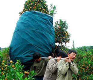 Đào, quất thấp thỏm chờ Tết