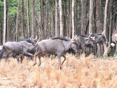 Cận cảnh Vinpearl Safari, vườn thú bán hoang dã đầu tiên tại Việt Nam