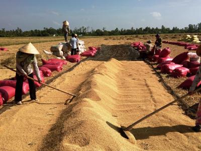 Sốt giá vật tư nông nghiệp tại Đồng bằng sông Cửu Long