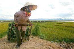 Xuất khẩu gạo: “Khâu trung gian hưởng nhiều quá”