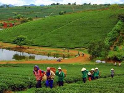  Lãng phí và trái pháp luật trong sử dụng đất nông lâm trường