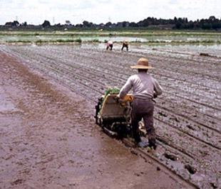 Nông nghiệp ASEAN đối phó khủng hoảng