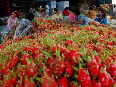 Xuất khẩu rau quả sang Lào, Hồng Kông tăng đột biến