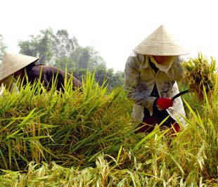 Nông dân trồng lúa lỗ đậm