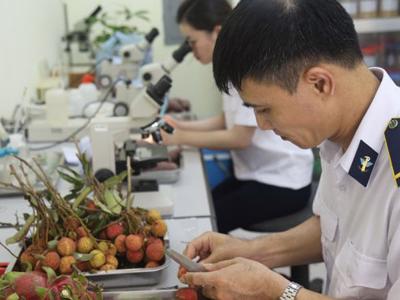 Việt Nam kết nối chứng nhận kiểm dịch thực vật qua Cơ chế một cửa ASEAN