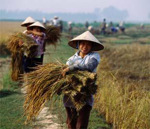 Nông nghiệp tìm cách đối phó khủng hoảng tài chính