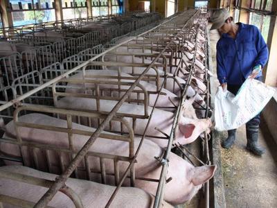 “Đại gia” chăn nuôi cũng gặp khó vì giá lợn sụt giảm