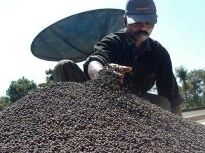 Xuất khẩu tiêu giảm mạnh về giá trị, thị trường vẫn chưa thể khởi sắc