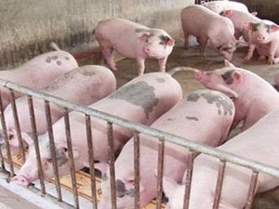 Đề xuất đưa chăn nuôi là ngành kinh doanh có điều kiện