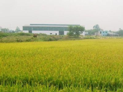 Thủ tướng phê duyệt chuyển mục đích sử dụng 65 ha đất nông nghiệp ở Long An