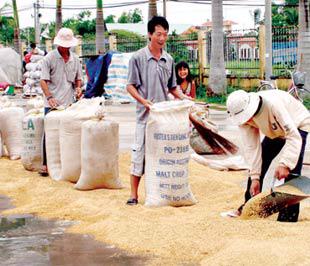 Nông dân trồng lúa lãi 30%: Vì sao khó?