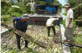 Giãn tiến độ nhập khẩu đường 