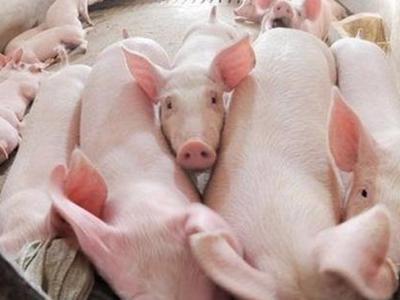 Bộ Nông nghiệp đưa 5 giải pháp “giải cứu” giá thịt lợn 