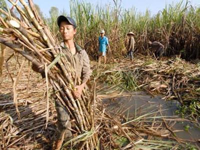 Tồn kho gần 600 nghìn tấn, giá đường “đang rơi tự do”