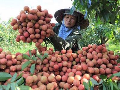 Hải Dương đưa vải thiều lên sàn thương mại điện tử