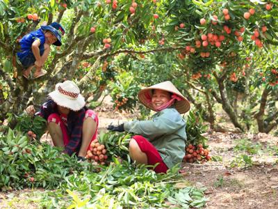 Vải thiều Lục Ngạn – Đừng giải cứu, hãy hỗ trợ!