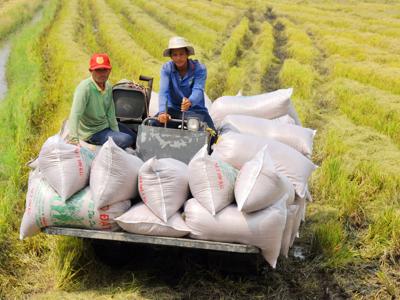 Yêu cầu ngân hàng hỗ trợ vốn cho thương nhân để tránh đứt gãy chuỗi cung ứng gạo